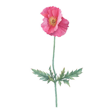 Pink Shirley poppy flower with leaves (Papaver rhoeas, tulip poppy). Floral botanical greeting card. Hand drawn watercolor painting illustration isolated on white background.