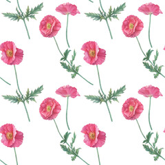 Seamless pattern with pink Shirley poppies flowers (Papaver rhoeas). Floral botanical greeting card. Hand drawn watercolor painting illustration isolated on white background.