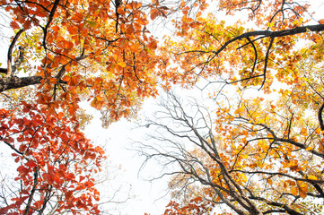 Colorful forest park in autumn