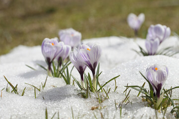Fototapeta na wymiar Spring flowers - white crocuses bloom in the park in April, a beautiful template for a web screensaver. Snow shiny cover melts near primroses, Easter card design. 
