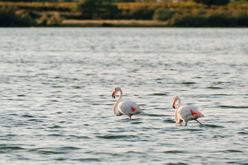Close-up of wild flamingos in the lake