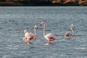 Close-up of wild flamingos in the lake