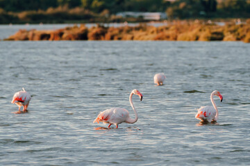 Close-up of wild flamingos in the lake