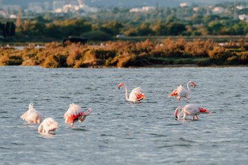 Close-up of wild flamingos in the lake