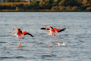 Close-up of wild flamingos in the lake