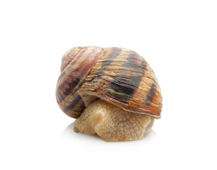 Edible roman snail (Helix pomatia, Burgundy or escargot) with brown striped shell isolated on white background 