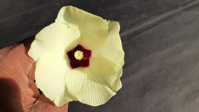 Okra or lady fingers flower in black background. Okra&nbsp;,&nbsp;Abelmoschus esculentus, known in other name&nbsp;ladies' fingers&nbsp;or&nbsp;ochro. It vegetable&nbsp;in the&nbsp;mallow family. vegetable flower.