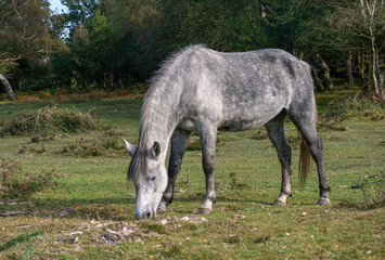 Obraz na płótnie Canvas grey horse feeding in woodland. grazing horse in natural habitat during autumn