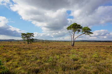 Obraz premium Open moor and heathland with two isolated trees. Peaceful open space in nature 