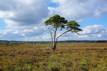 Fototapeta premium open heathland scene with single fir tree in center. Wild moor scenery. hiking in nature