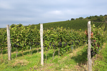 Fototapeta na wymiar Vineyard in autumn