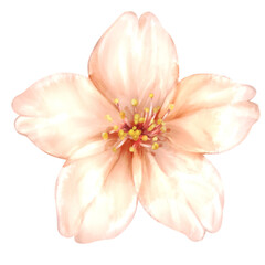 正面から見た桜の花の手描き水彩風イラスト
