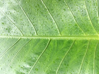 Beautiful green leaf with drops of water