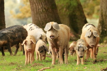 Pigs in nature on farmland. Funny animals scene.