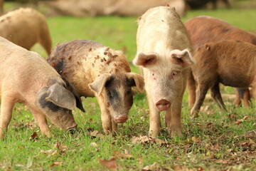 Pigs in nature on farmland. Funny animals scene.