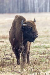 Żubr - Puszcza Białowieska