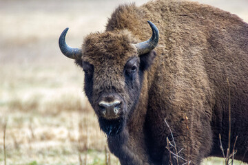 Żubr - Puszcza Białowieska