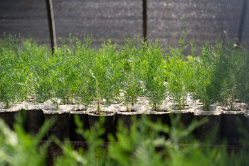 Green thuja seedlings grow in a greenhouse background. House plants for decor cultivated for sale. Group of small and young coniferous trees planted in special pots. Concept of environment, ecology