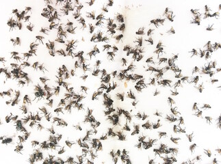 Flies caught on sticky fly paper trap