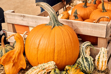 Pumpkins at outdoor farmer market. Pumpkin patch. Halloween decor with various pumpkins, autumn vegetables and flowers. Harvest and garden decoration. High quality photo