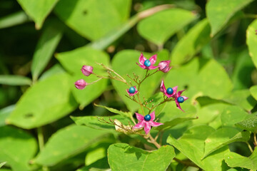 赤い萼片と青い果実がカラフルなクサギ