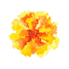 Marigold flower.Hand drawn Illustration in watercolor isolated on a white background.symbol of mexican holiday Day of dead.top view. detail, element, postcard, logo