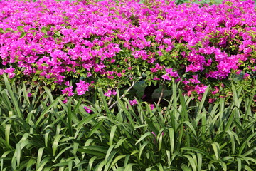 Pink Bougainvillea flower 