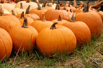 Pumpkins at outdoor farmer market. Pumpkin patch. Halloween decor with various pumpkins, autumn vegetables and flowers. Harvest and garden decoration. High quality photo