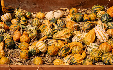 Pumpkins at outdoor farmer market. Pumpkin patch. Halloween decor with various pumpkins, autumn vegetables and flowers. Harvest and garden decoration. High quality photo