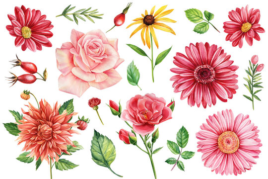 Dahlia, wild rose, chamomile and chrysanthemum. flowers set on white background, Watercolor floral elements for design.