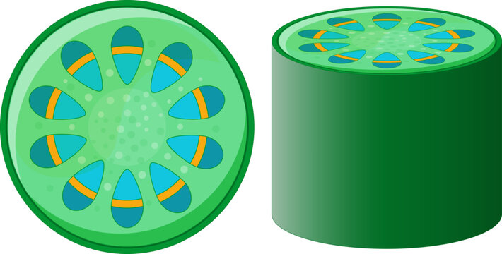 vascular tissue system of plant. xylem and phloem
