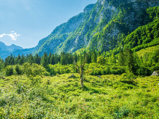 Berchtesgaden green nature landscape with a dead tree at the center