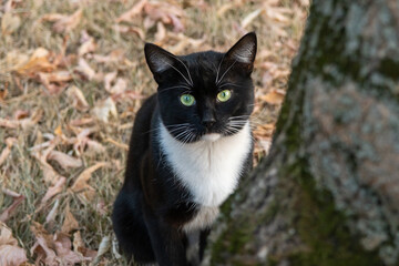 Naklejka na ściany i meble Black and white cat sits near a tree. The cat carefully looks up. The cat considers the tree