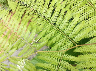 Fern leaf top view background