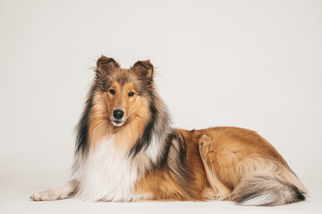 Portrait Rough Collie Langhaar sable white im Studio, weißer Hintergrund, liegend