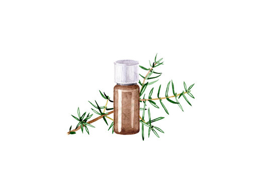 Watercolor illustration with essential oil of juniper. Hand drawn bottle of essential oil with branch with leaves on a transparent background. Herbal medicine and aroma therapy.