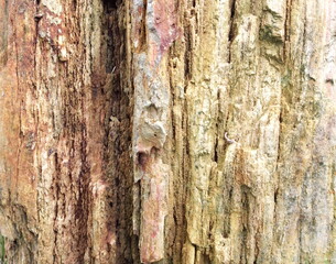 Petrified wood, stone texture background.