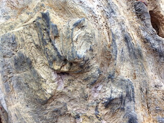 Naklejka premium Petrified wood, stone texture background.