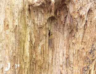 Petrified wood, stone texture background.