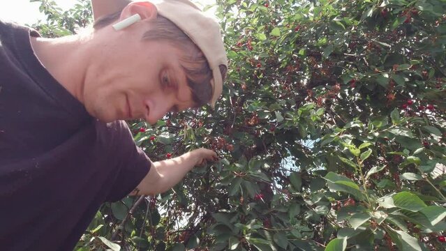 A man picks cherries with headphones in a baseball cap
