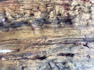 Petrified wood, stone texture background.