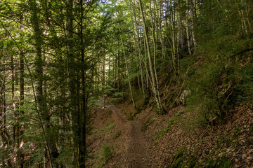 path between trees in the spanish pyrenees