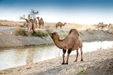 Camels at the watering place drink water graze in the steppes, heat, drought, Kazakhstani steppes.