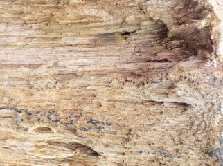 Petrified wood, stone texture background.