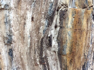 Petrified wood, stone texture background.