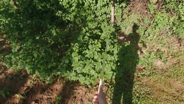 Watering raspberry bushes point of view gardening