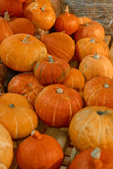 autumn harvest concept. Close up view Bunch of appetizing orange pumpkins, symbol of thanksgiving day and helloween, counter for sale,rural still life, agriculture, farming. Vertical photo, Background