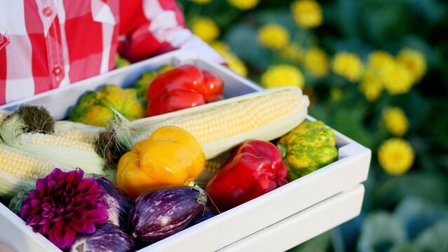 close-up, a farmer shows in white wooden box the harvest, different fresh vegetables, corn, pepper, aubergines, zucchini, patissons. on a farm, vegetable garden, sunny summer day. High quality photo