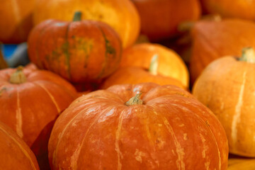 autumn harvest concept. Close up view Bunch of appetizing orange pumpkins, symbol of thanksgiving day and helloween, counter for sale,rural still life, agriculture, farming. horizontal, Background