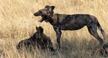 African wild dogs at rest outside the family den
